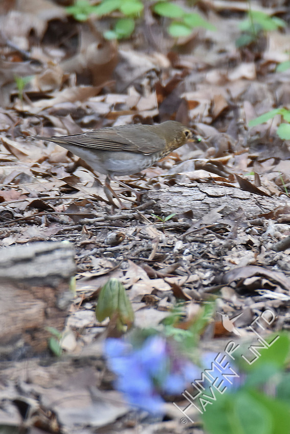 Swainson's Thrush 4-10-17 Documentation submitted-earliest date record in MO  is 4-14-1983