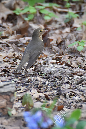 Swainson's Thrush 4-10-17 Documentation submitted-earliest date record in MO is 4-14-1983