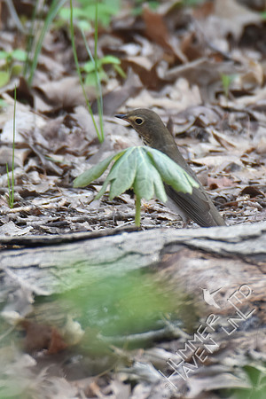 Swainson's Thrush 4-10-17 Documentation submitted-earliest date record in MO is 4-14-1983