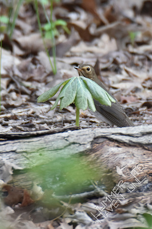 Swainson's Thrush 4-10-17 Documentation submitted-earliest date record in MO is 4-14-1983