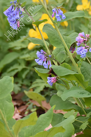 Nessus Sphinx Moth (Amphion floridensis) at Virginia Bluebells (Mertensia virginica) 4-10-17