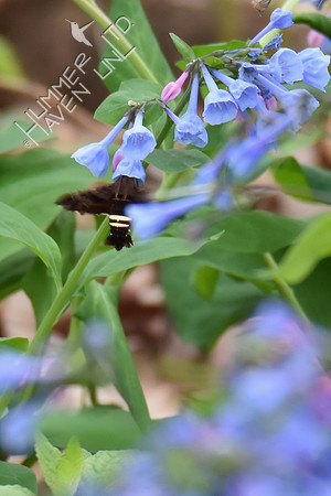 Nessus Sphinx Moth (Amphion floridensis) at Virginia Bluebells (Mertensia virginica) 4-10-17