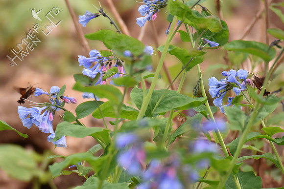 Two Nessus Sphinx Moths (Amphion floridensis) at Virginia Bluebells (Mertensia virginica) 4-10-17