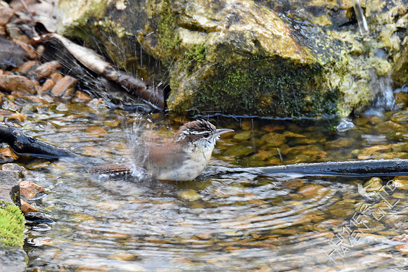 Carolina Wren 4-11-17