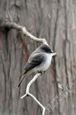Eastern Phoebe 4-11-17