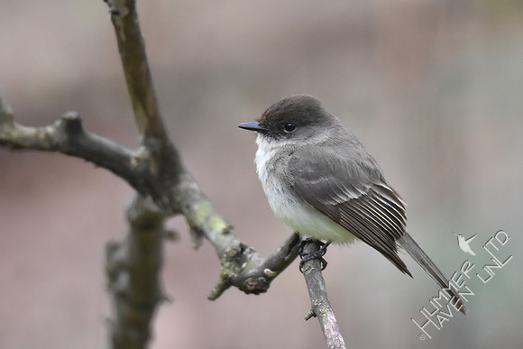Eastern Phoebe 4-11-17