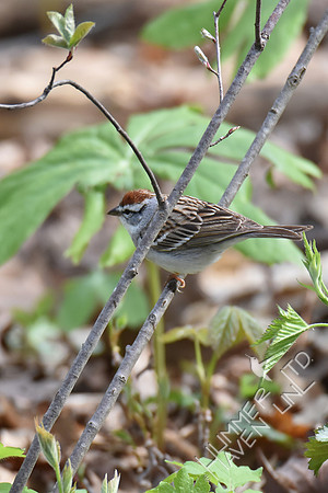 Chipping Sparrow 4-12-17