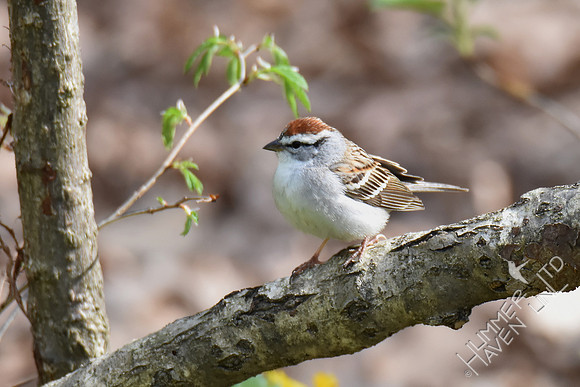 Chipping Sparrow 4-12-17