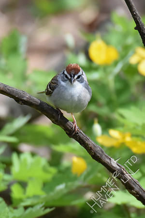 Chipping Sparrow 4-12-17