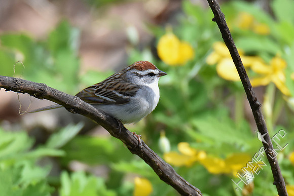 Chipping Sparrow 4-12-17