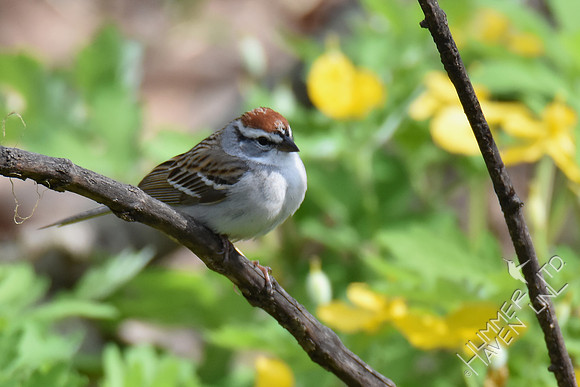 Chipping Sparrow 4-12-17