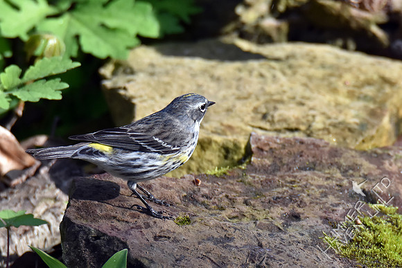 Yellow-rumped Warbler 4-12-17
