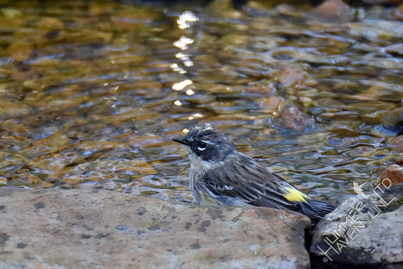 Yellow-rumped Warbler 4-12-17
