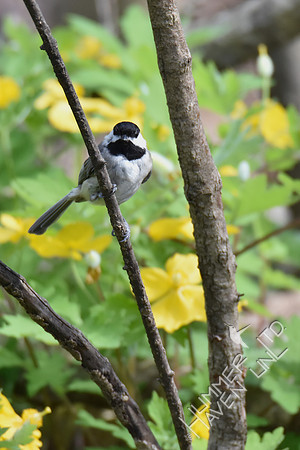 Carolina Chickadee 4-12-17