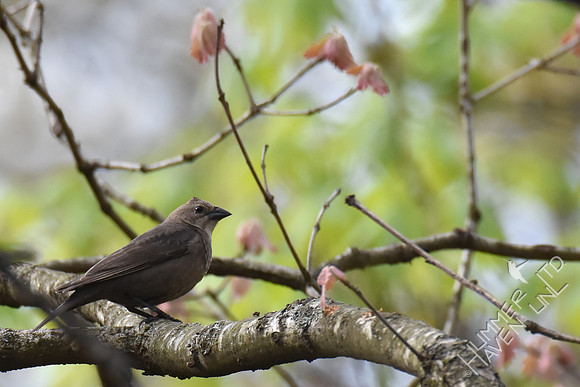 Brown-headed Cowbird female 4-14-17
