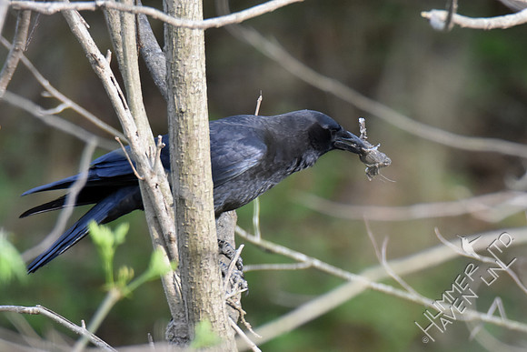 American Crow with toad 4-12-17