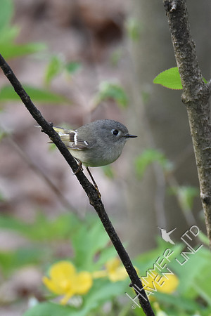 Ruby-crowned Kinglet 4-14-17