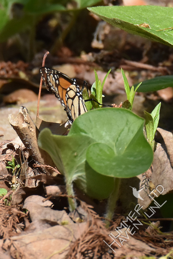 Monarch laying  eggs on Marsh Milkweed (Asclepias incarnata) 4-15-17