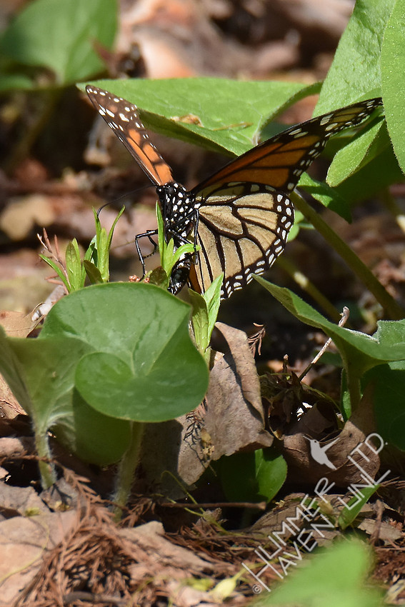 Monarch laying  eggs on Marsh Milkweed (Asclepias incarnata) 4-15-17