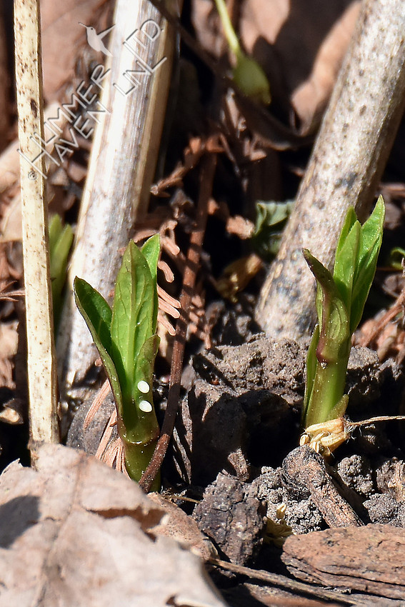 Monarch eggs on Marsh Milkweed (Asclepias incarnata) 4-15-17