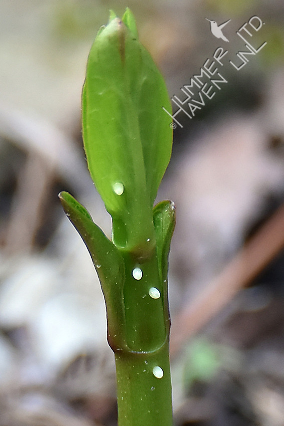 Monarch eggs on Marsh Milkweed (Asclepias incarnata) 4-15-17