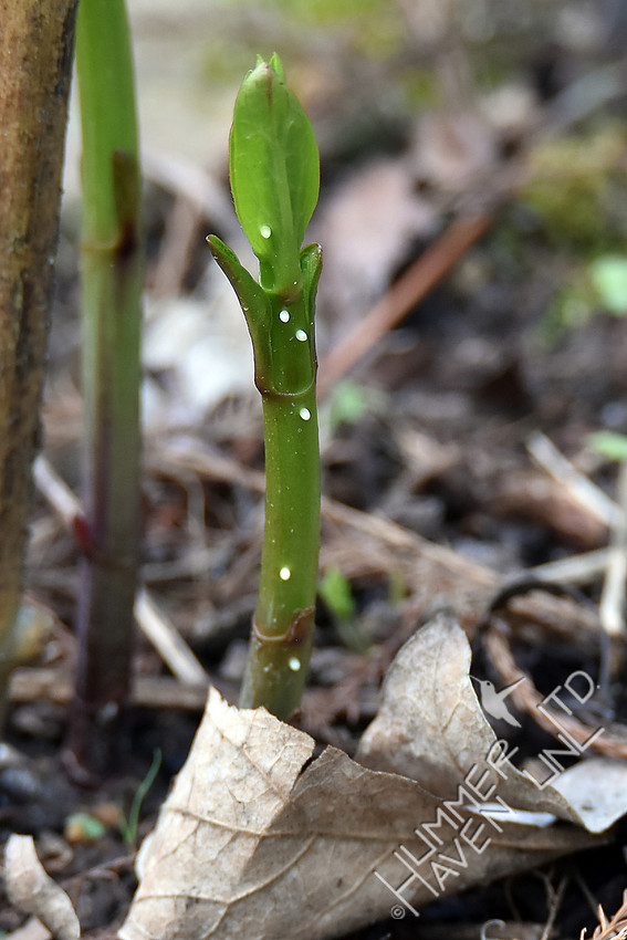 Monarch eggs on Marsh Milkweed (Asclepias incarnata) 4-15-17