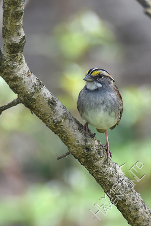 White-throated Sparrow white morph 4-15-17