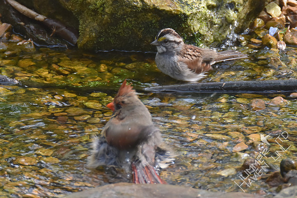 Female Northern Cardinal and White-throated Sparrow 4-15-17