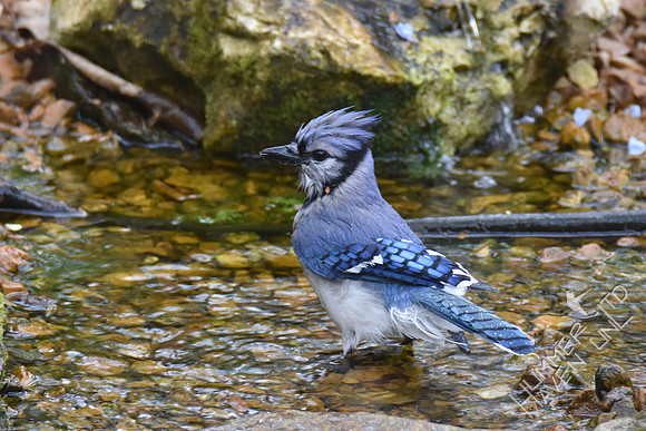 Blue Jay 4-15-17