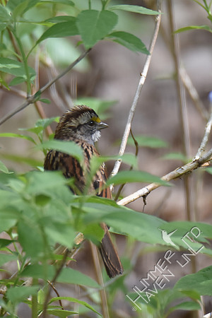 White-throated Sparrow tan morph 4-15-17