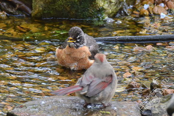 American Robin and female Northern Cardinal 4-15-17