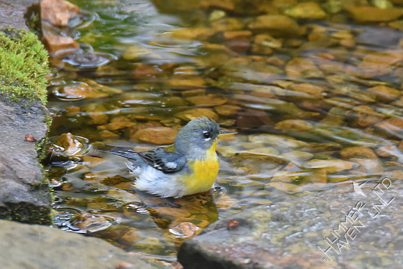 Northern Parula female 4-15-17