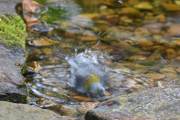 Northern Parula female 4-15-17