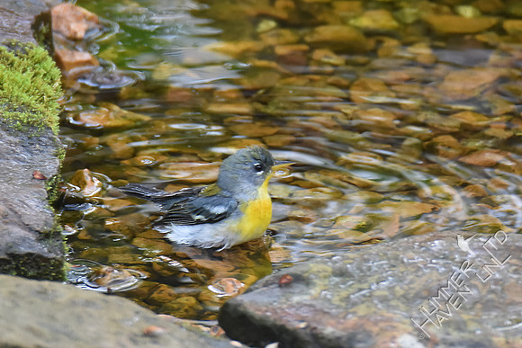 Northern Parula female 4-15-17