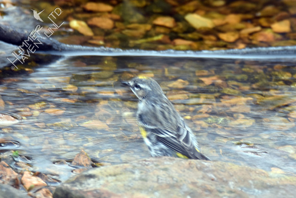 Yellow-rumped Warbler 2-18-17