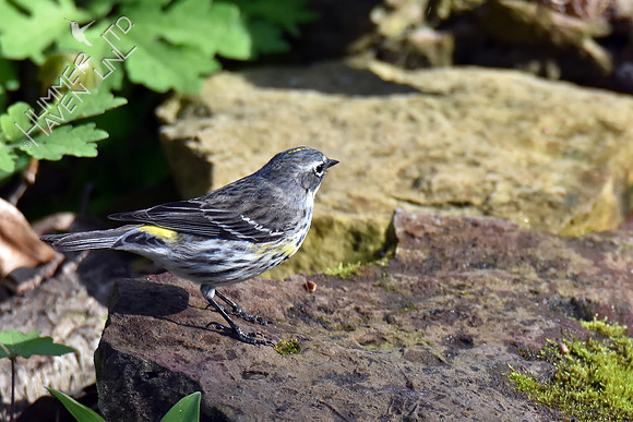 Yellow-rumped Warbler 4-12-17