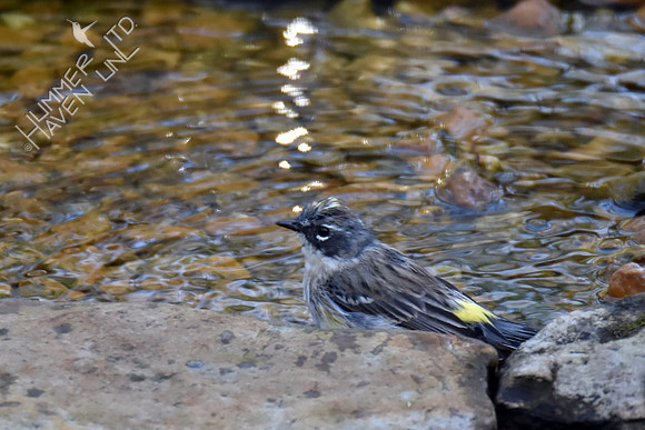 Yellow-rumped Warbler 4-12-17