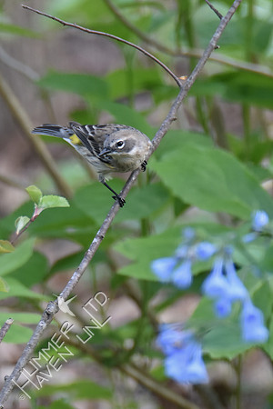 Yellow-rumped Warbler female 4-15-17