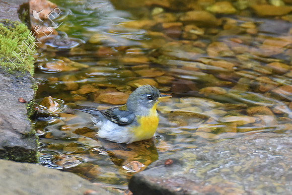 Northern Parula female 4-15-17