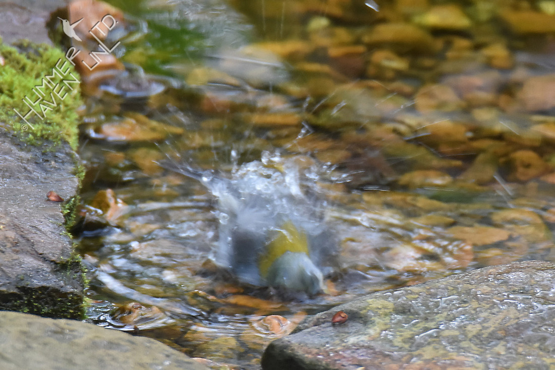 Northern Parula female 4-15-17