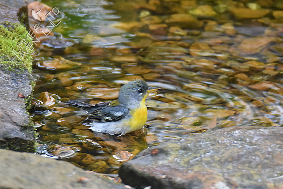 Northern Parula female 4-15-17