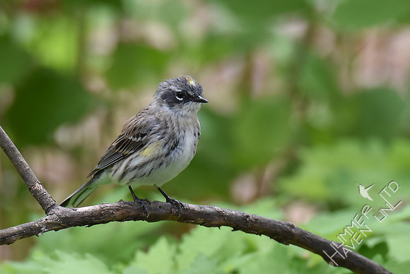 Yellow-rumped Warbler female 4-16-17