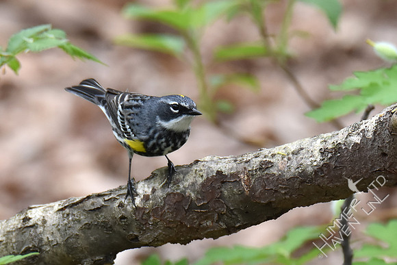 Yellow-rumped Warbler 4-16-17
