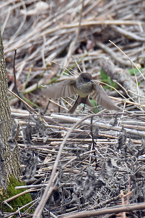 Eastern Phoebe 4-16-17
