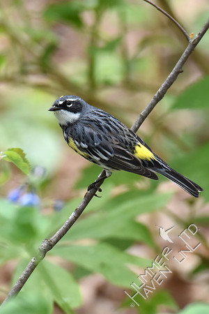 Yellow-rumped Warbler 4-16-17