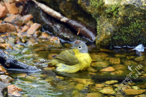 Nashville Warbler 4-16-17