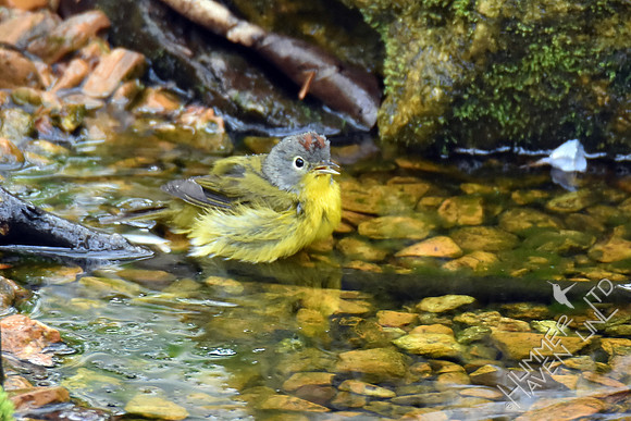 Nashville Warbler 4-16-17