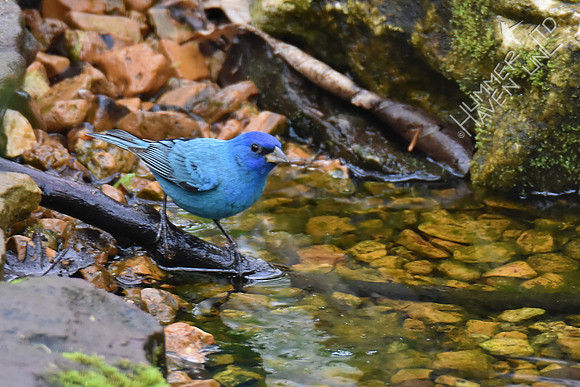 Indigo Bunting 4-16-17