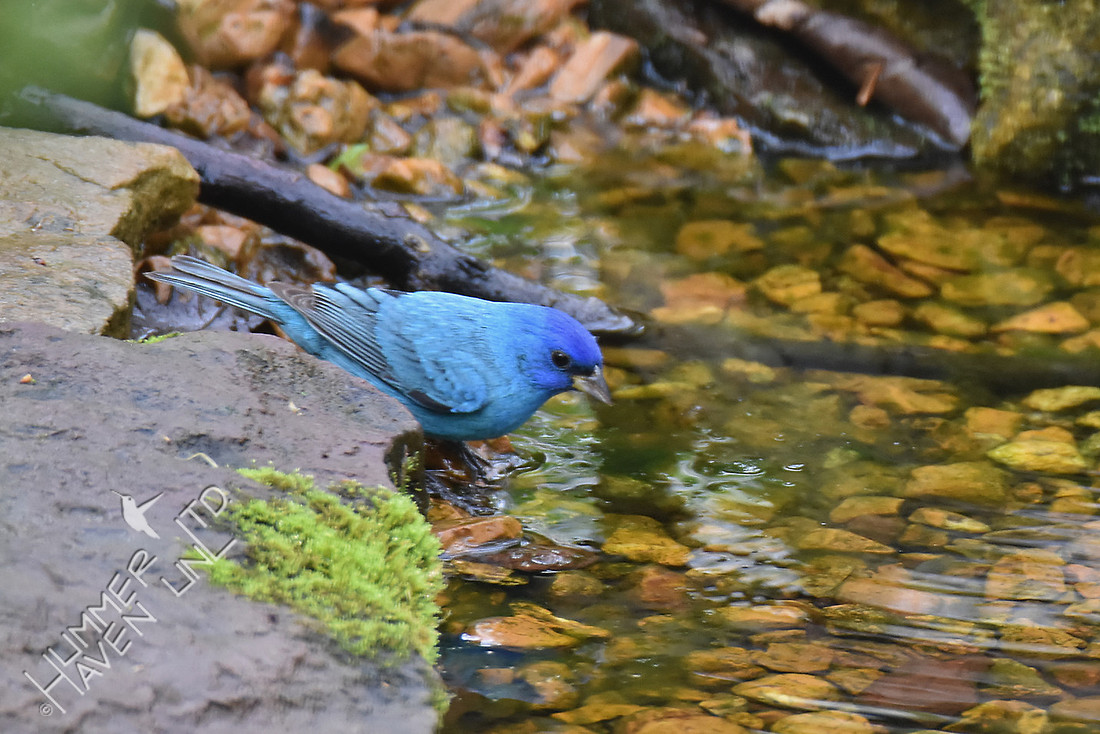 Indigo Bunting 4-16-17