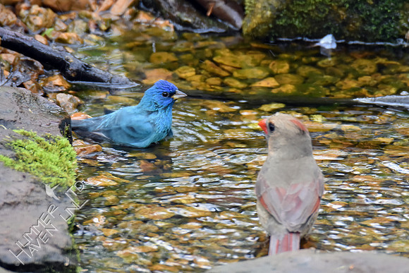 Indigo Bunting and female Northern Cardinal 4-16-17